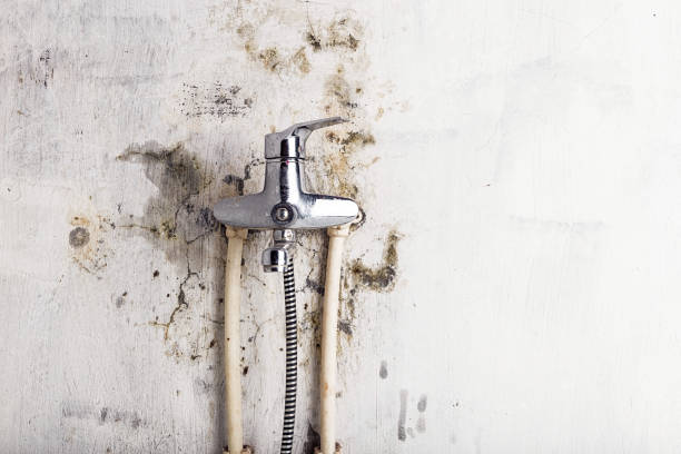 Best Mold Removal Company Near Me  in Maywood, CA