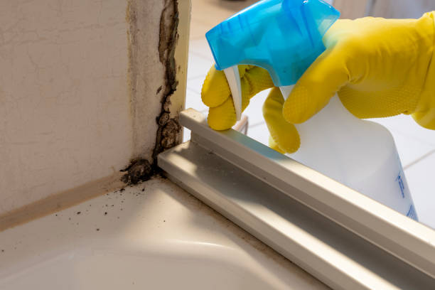Best Residential Mold Removal  in Maywood, CA