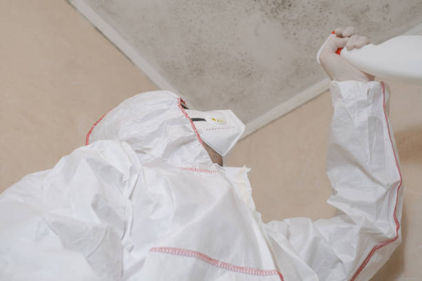 Best Attic Mold Removal  in Maywood, CA