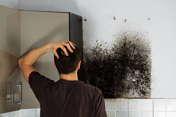 Home Mold Removal in Maywood, CA
