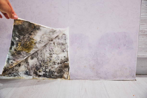 Mold Removal Process in Maywood, CA